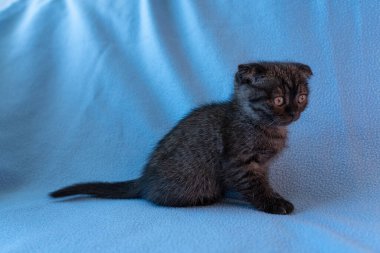 Meraklı çizgili İskoç kedi yavrusu