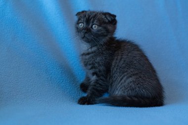 Meraklı çizgili İskoç kedi yavrusu