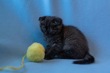 Meraklı çizgili İskoç kedi yavrusu