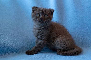 Meraklı çizgili İskoç kedi yavrusu