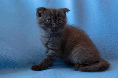 Meraklı çizgili İskoç kedi yavrusu