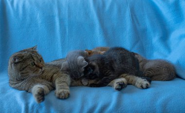 Tekir kedili İskoç kedicik