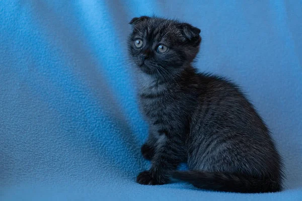 Nieuwsgierig Gestreepte Schotse Vouw Kitten — Stockfoto