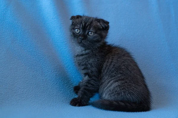 Nyfiken Randig Skotsk Veck Kattunge — Stockfoto