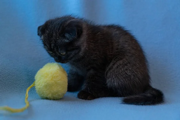 Nieuwsgierig Gestreepte Schotse Vouw Kitten — Stockfoto