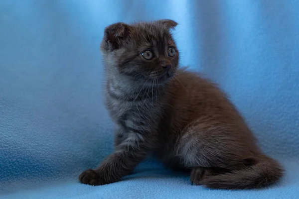 Curious Striped Scottish Fold Kitten — Stock Photo, Image