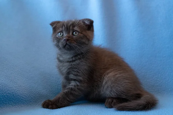Nieuwsgierig Gestreepte Schotse Vouw Kitten — Stockfoto