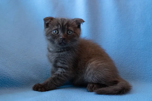 Nieuwsgierig Gestreepte Schotse Vouw Kitten — Stockfoto