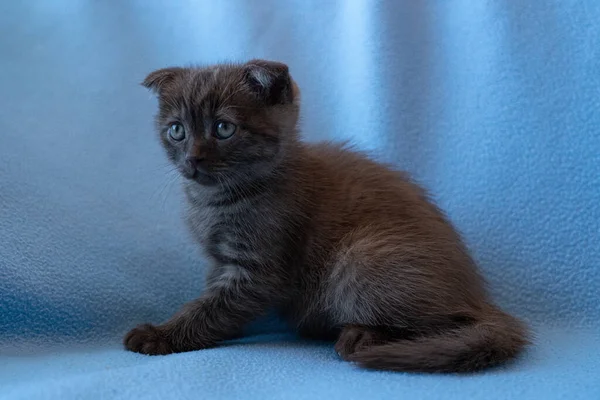 Nyfiken Randig Skotsk Veck Kattunge — Stockfoto