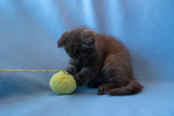 Nieuwsgierig Gestreepte Schotse Vouw Kitten — Stockfoto