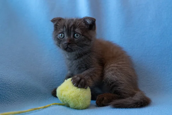 Nieuwsgierig Gestreepte Schotse Vouw Kitten — Stockfoto