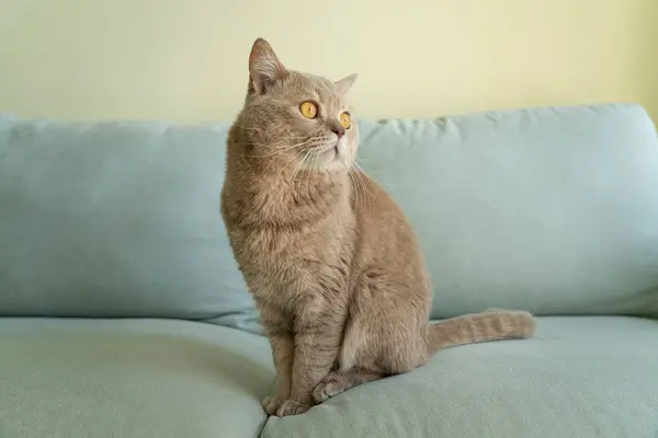 Adulto Gato Escocês Britânico Vezes — Fotografia de Stock