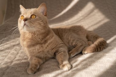 Yetişkin kedi İskoç İngiliz kıvrımı