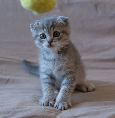 Meraklı çizgili İskoç kedi yavrusu