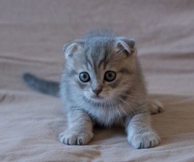 Meraklı çizgili İskoç kedi yavrusu