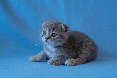 Meraklı çizgili İskoç kedi yavrusu