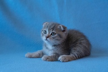 Meraklı çizgili İskoç kedi yavrusu