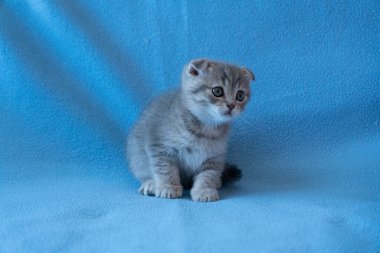 Meraklı çizgili İskoç kedi yavrusu