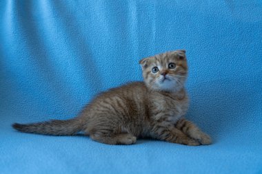 Meraklı çizgili İskoç kedi yavrusu