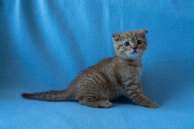 Meraklı çizgili İskoç kedi yavrusu