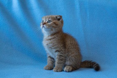 Meraklı çizgili İskoç kedi yavrusu