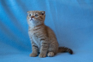 Meraklı çizgili İskoç kedi yavrusu