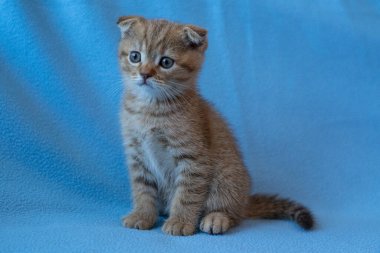 Meraklı çizgili İskoç kedi yavrusu