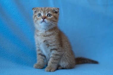 Meraklı çizgili İskoç kedi yavrusu
