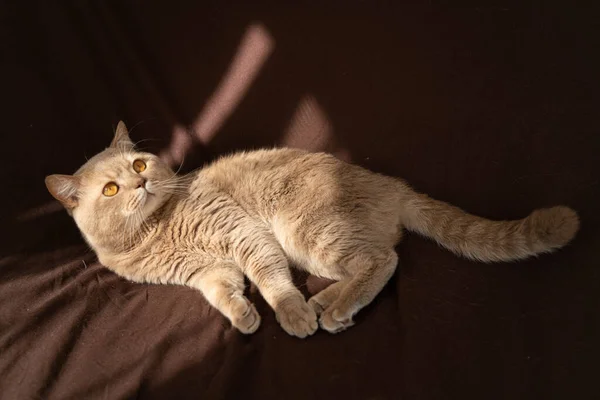 Adult Cat Scottish British Fold — Stock Photo, Image