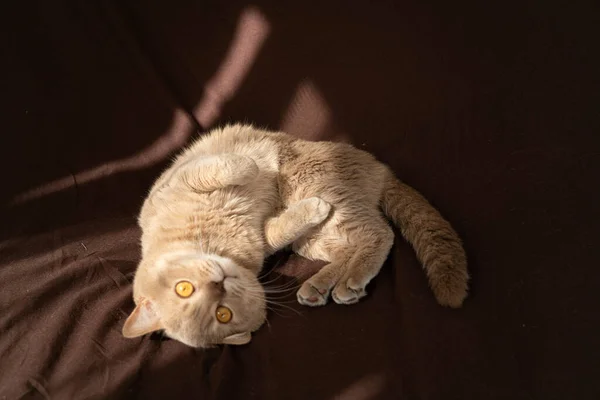 고양잇과 동물의 — 스톡 사진
