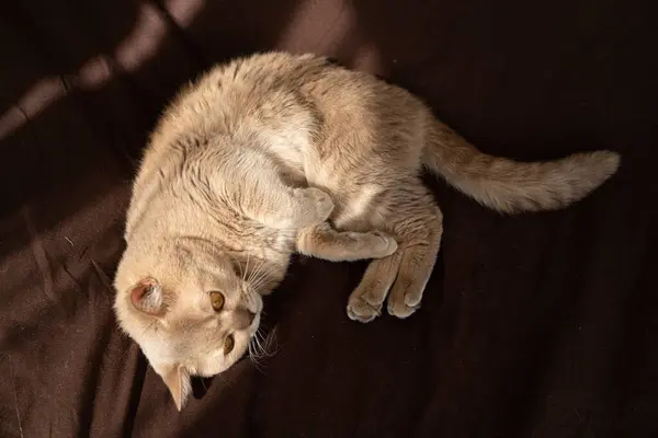 고양잇과 동물의 — 스톡 사진