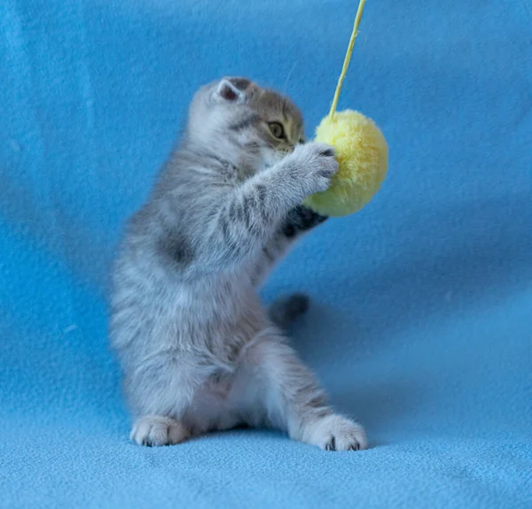 Nieuwsgierig Gestreepte Schotse Vouw Kitten — Stockfoto