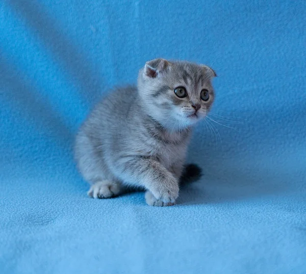 Nieuwsgierig Gestreepte Schotse Vouw Kitten — Stockfoto