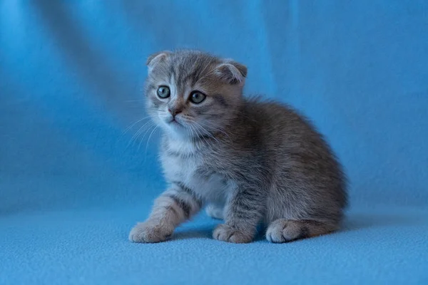 Nieuwsgierig Gestreepte Schotse Vouw Kitten — Stockfoto