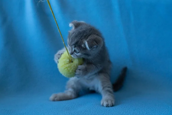 Nieuwsgierig Gestreepte Schotse Vouw Kitten — Stockfoto