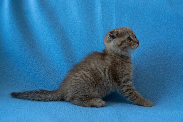 호기심을 줄무늬 스코티시폴드우리 고양이 — 스톡 사진