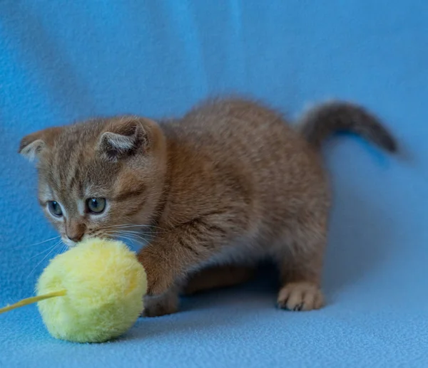 Nieuwsgierig Gestreepte Schotse Vouw Kitten — Stockfoto