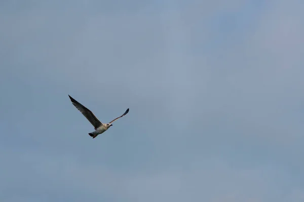 青い空に向かってカモメが飛び立つ — ストック写真