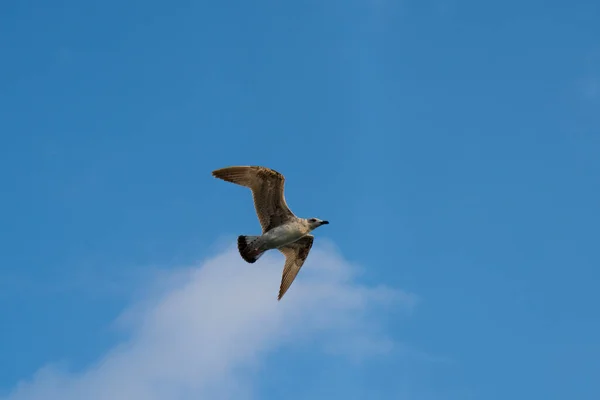 Martı Mavi Gökyüzüne Doğru Uçar — Stok fotoğraf