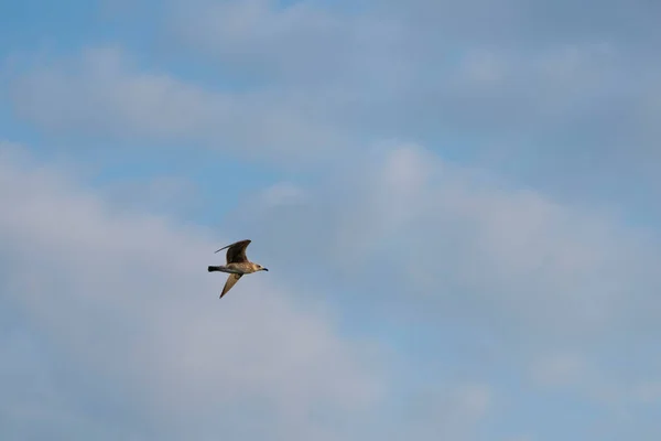 Gaviota Vuela Contra Cielo Azul —  Fotos de Stock