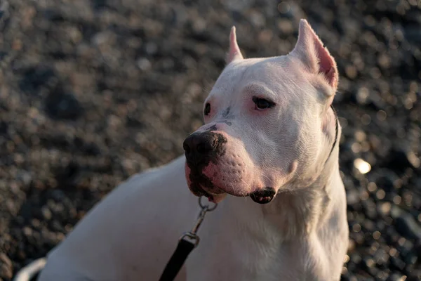 Біла Собака Dogo Арґентіно Також Аргентинський Мастиф — стокове фото