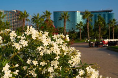 Çiçeklerin arasından alışveriş merkezi manzarası