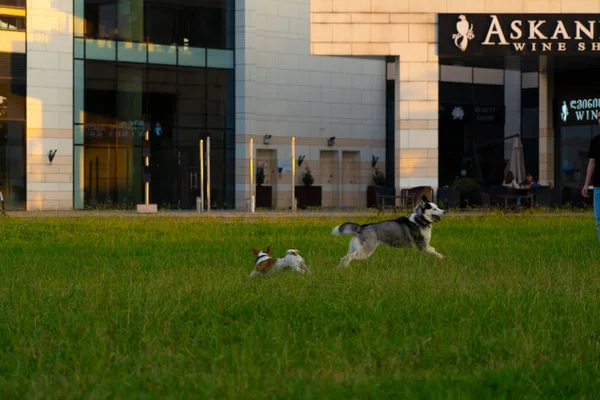 Батуми Грузия Сентября 2021 Года Собаки Играют Зеленой Лужайке — стоковое фото