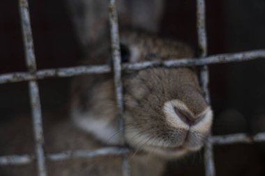 Hayvanat bahçesindeki kafeste bir tavşan