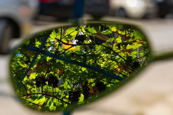 Reflection Vine Mirror — Stock Photo, Image