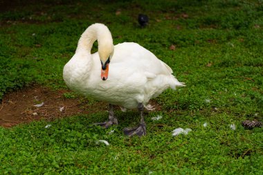 Parkta kuğu temizleme tüyleri