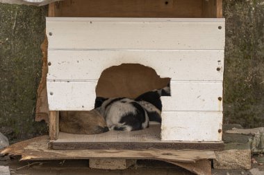 Sokakta köpek yavruları var.