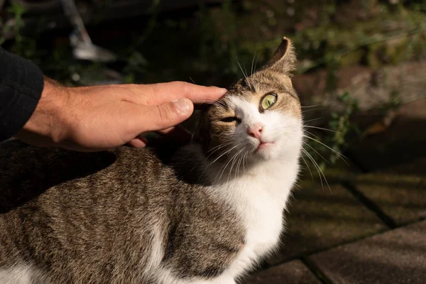 手が通りで猫を撫でて — ストック写真