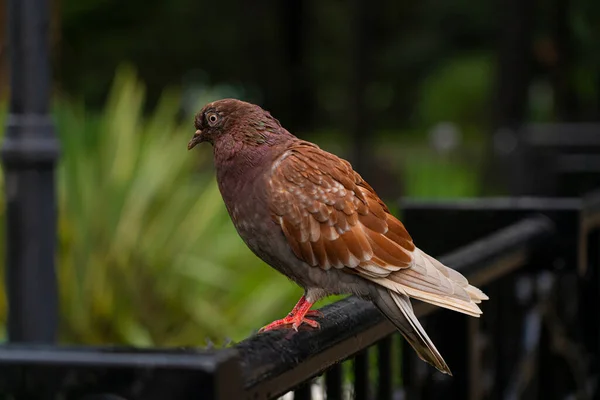 Duif Zittend Het Hek — Stockfoto