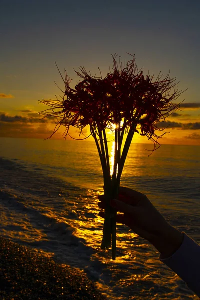 Flores Fondo Puesta Sol Mar — Foto de Stock